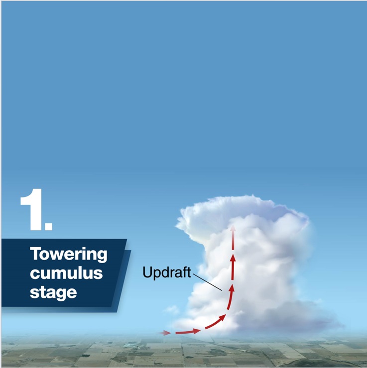 cumulus stage