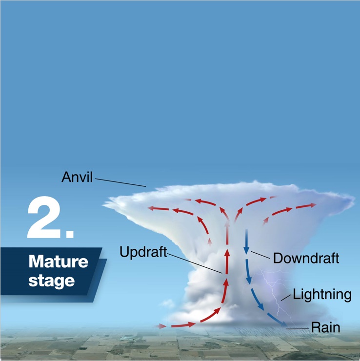 Mature stage image